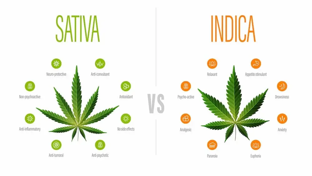 Indica et Sativa